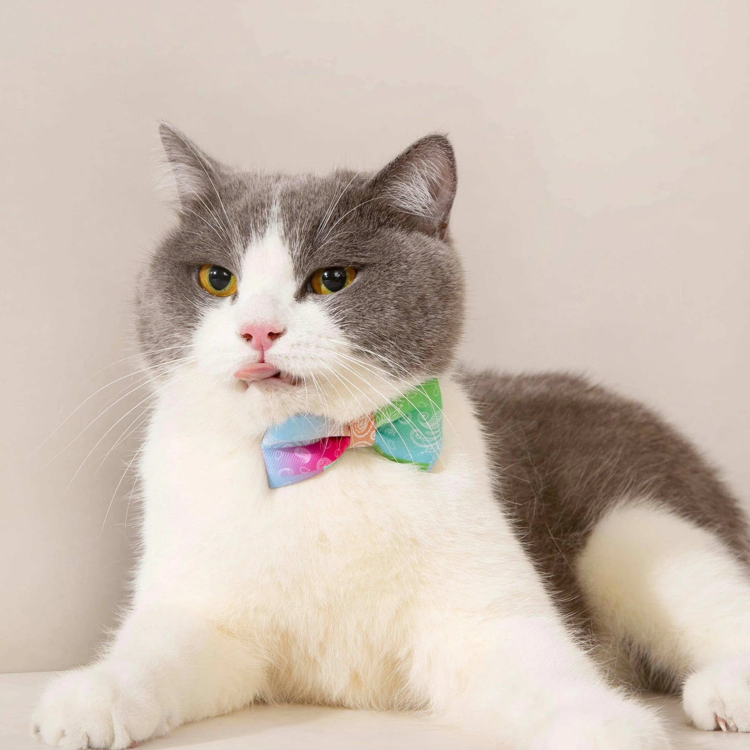 Pet Bow Tie