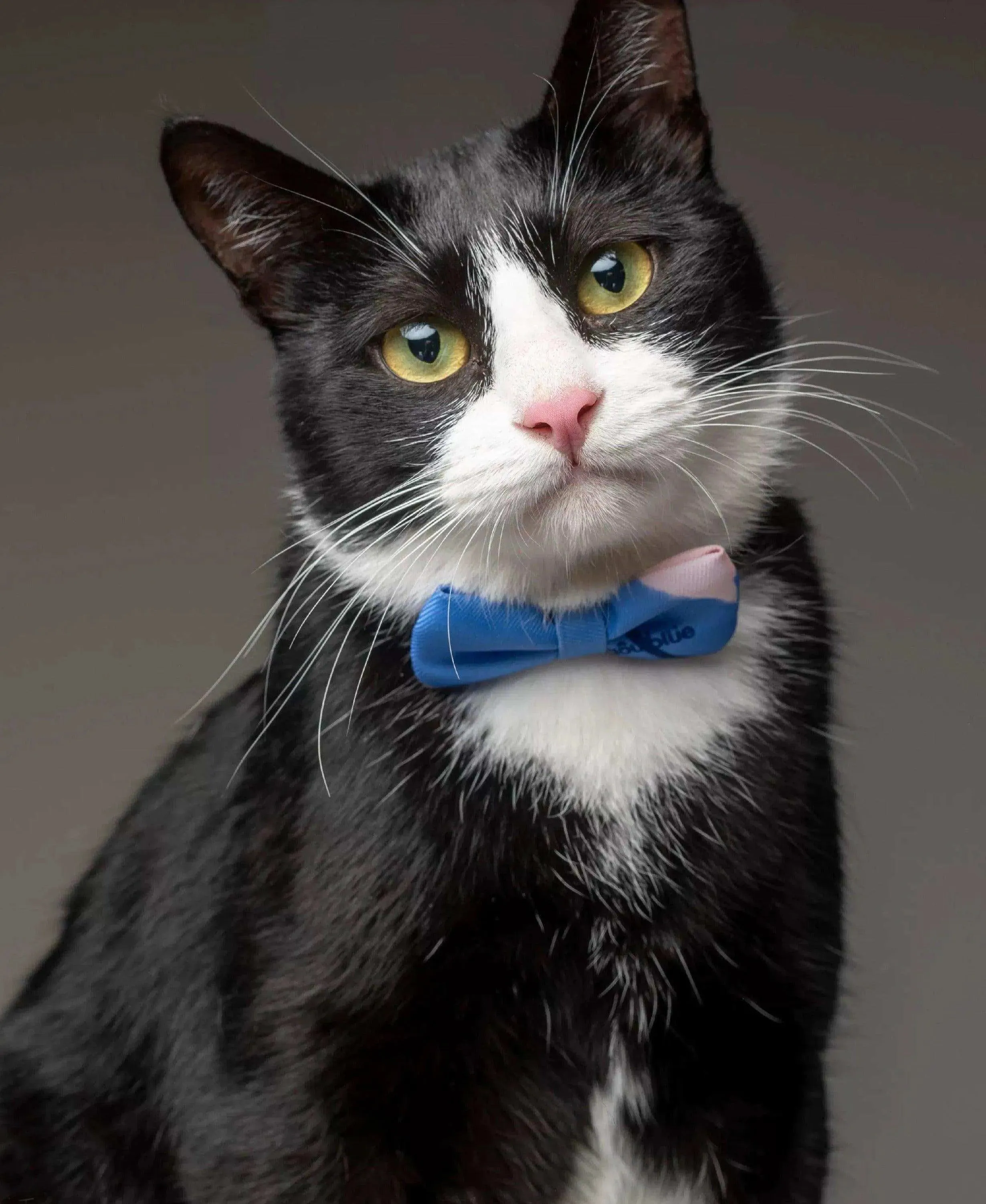 Pet Bow Tie